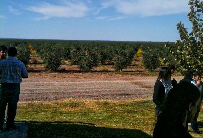 Olive Grove