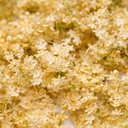 Elderflower Edible Flowers 5 g Lioflor