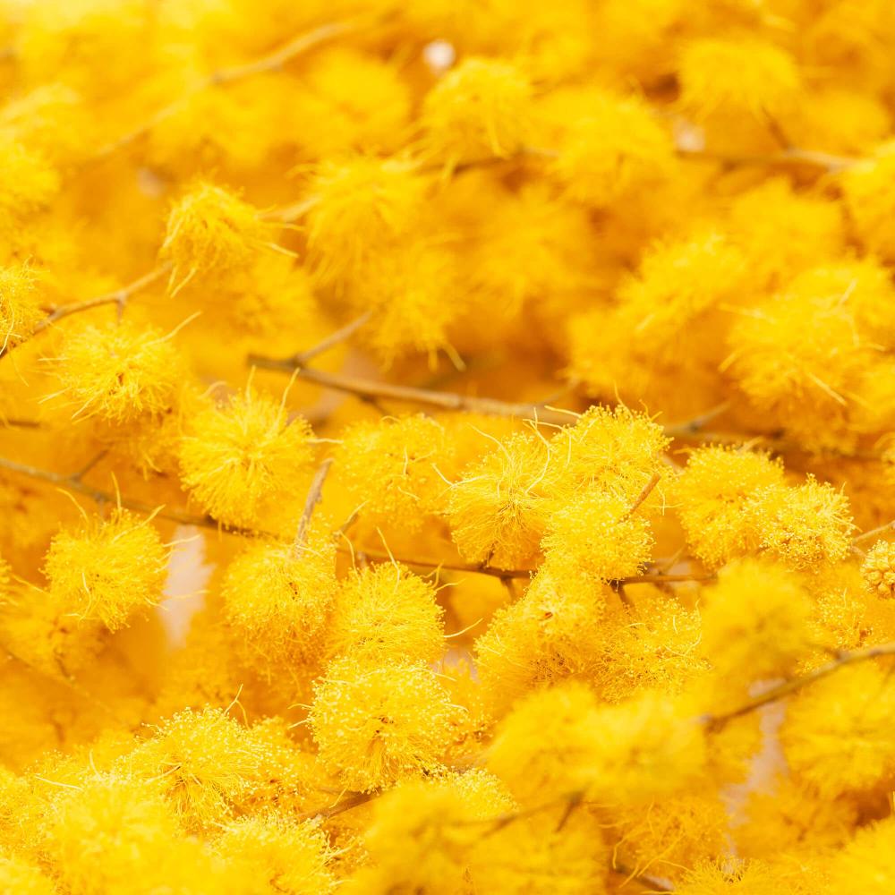 Mimosa Freeze Dried Edible Flowers 3 g Lioflor