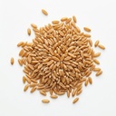 Kamut Kernels 2 kg Epigrain