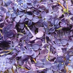 [182265] Fleurs comestibles de lilas 2 g Lioflor