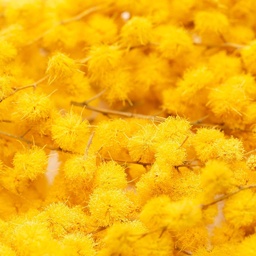 [182271] Mimosa Freeze Dried Edible Flowers 3 g Lioflor